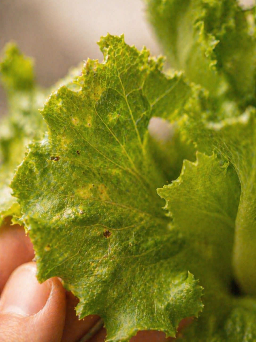 Detalle de hojas con manchas en luz natural